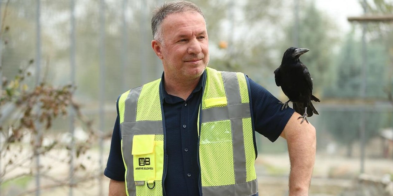 Sakarya'daki Tabiat Parkında İyileşen Karga, İnsanlara Yakınlığıyla Dikkati Çekiyor