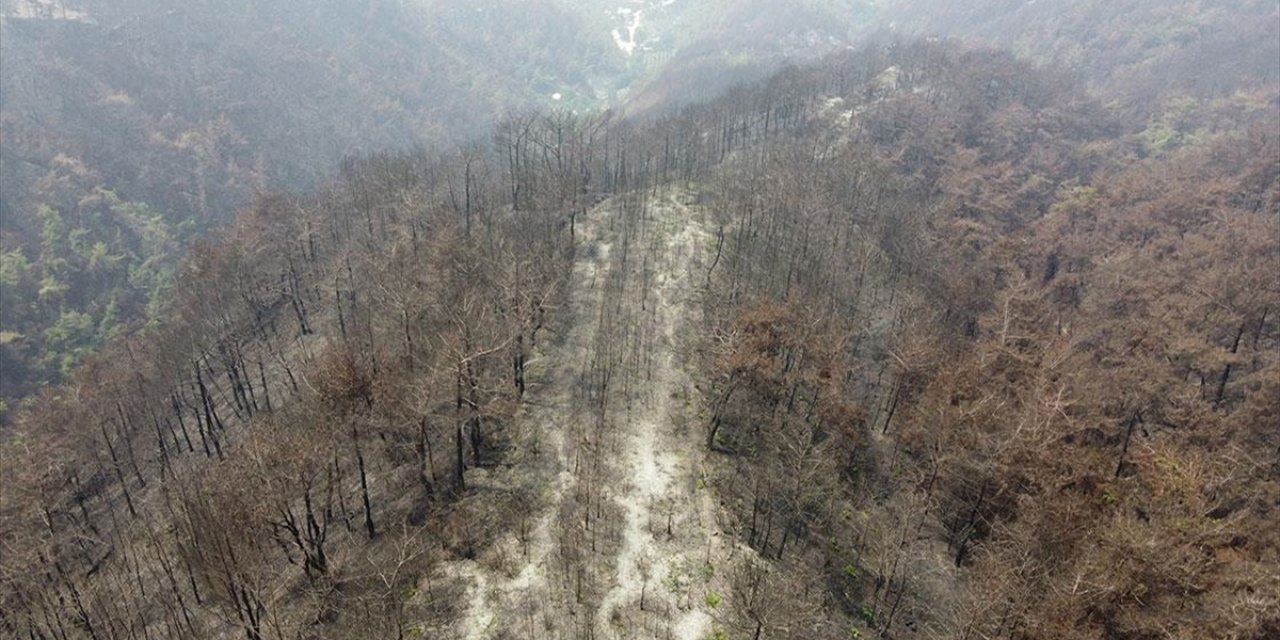 Hatay'da Yanan Ormanlar Alevlere Daha Dayanıklı Fidanlarla Yeşillendirilecek
