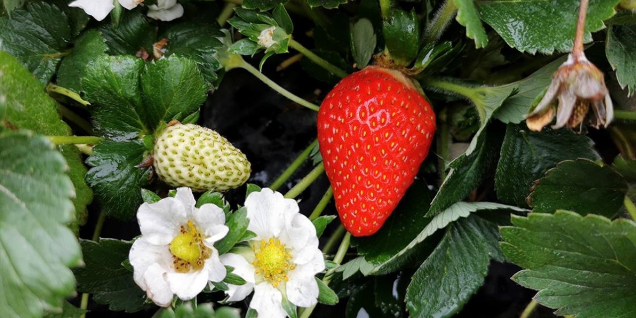 Zirveleri Karla Kaplı Olan Erzincan'da Kasım Ortasında Çilek Hasadı