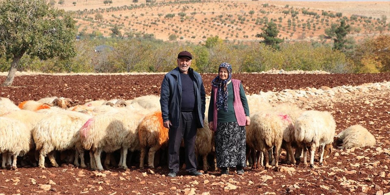 İkinci Baharlarında Belediyeden Aldıkları Destekle Besici Oldular