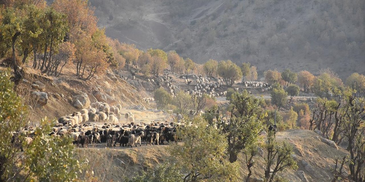 Göçerlerin Yaylalardan Kışlaklara Yolculuğu Sürüyor