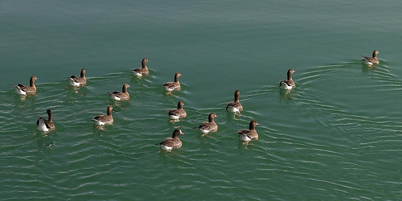 Kuş Cenneti Erçek Gölü Yaban Kazlarına Ev Sahipliği Yapıyor