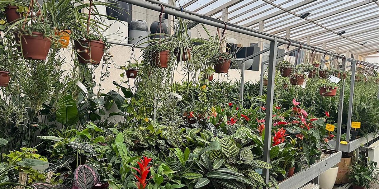 Balkon Bahçeciliğine Artan İlgi Süs Bitkisi Satışlarını Artırdı