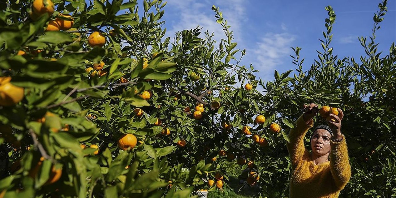 İzmir'in Satsuma Mandalinasında Verim Arttı