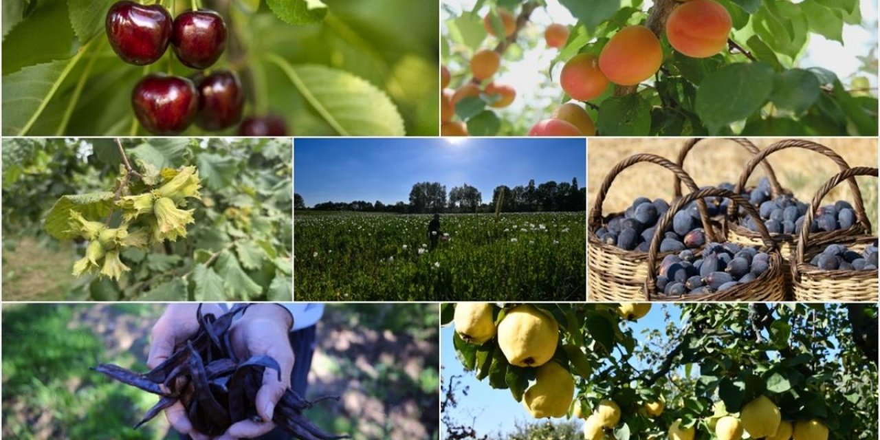 Türkiye Tarımda 7 Üründe Dünya Lideri Oldu, 22 Üründe İlk Üçte Yer Aldı