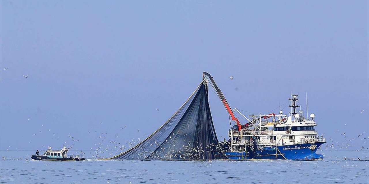 Su Sıcaklığının Düşmediği Karadeniz'de Hamsi Soğuk Sulara Yöneldi