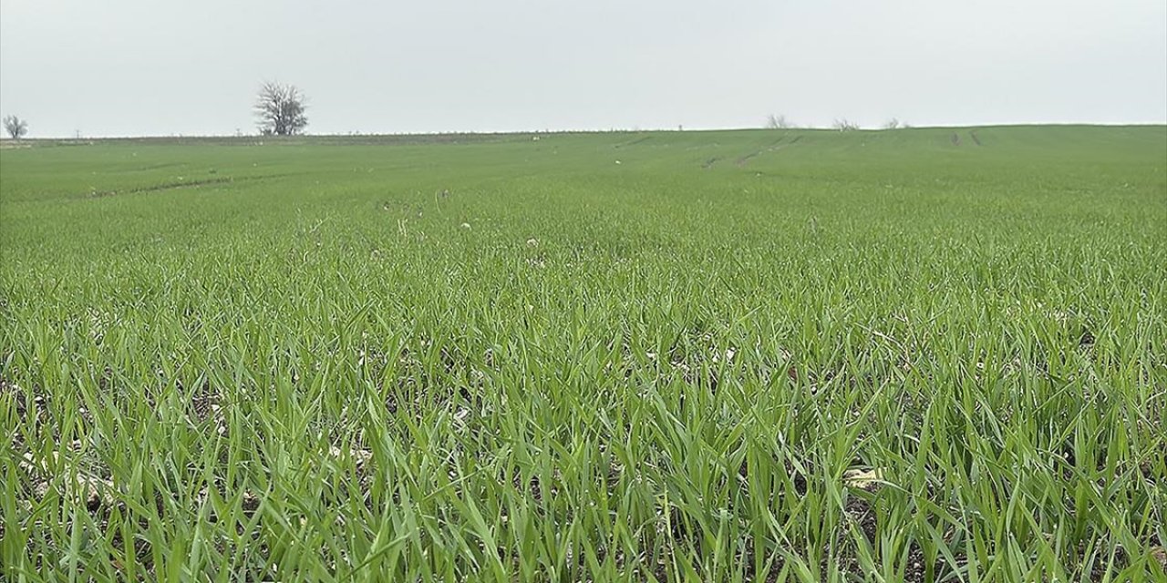 Trakya'da Çiftçilerin Buğday Ekim Mesaisi Sürüyor