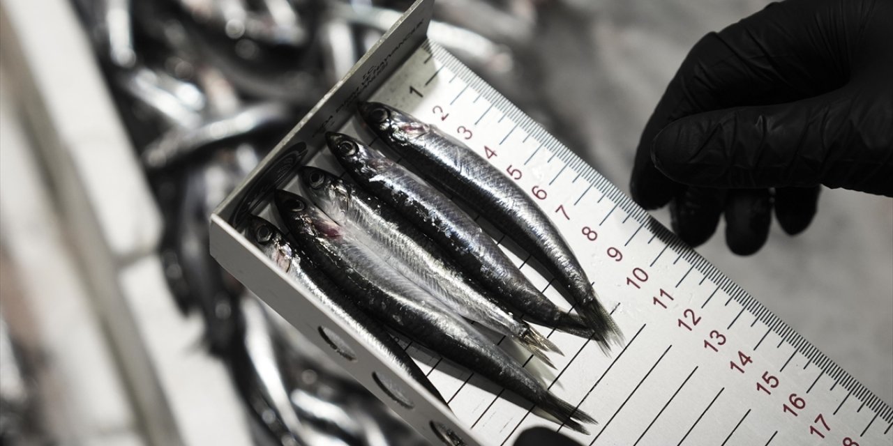 Ankara'da Bu Yıl 6 Bin 161 Su Ürünleri Denetimi Yapıldı