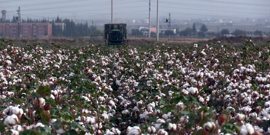 Pamuk Üreticilerinden 'Prim Desteği Artırılsın' Talebi