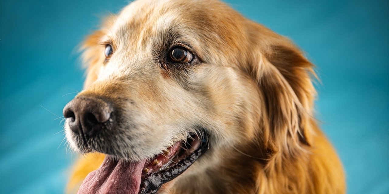 Araştırma: Golden Retriever Cinsi Köpekler, İnsanlarla Benzer Duyguları Etkileyen Bazı Genleri Paylaşıyor