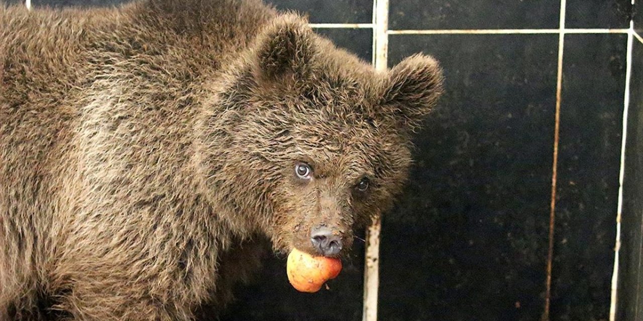 Kars'ta Yol Kenarında Otururken Bulunan Yavru Ayıya Özel Beslenme Programı