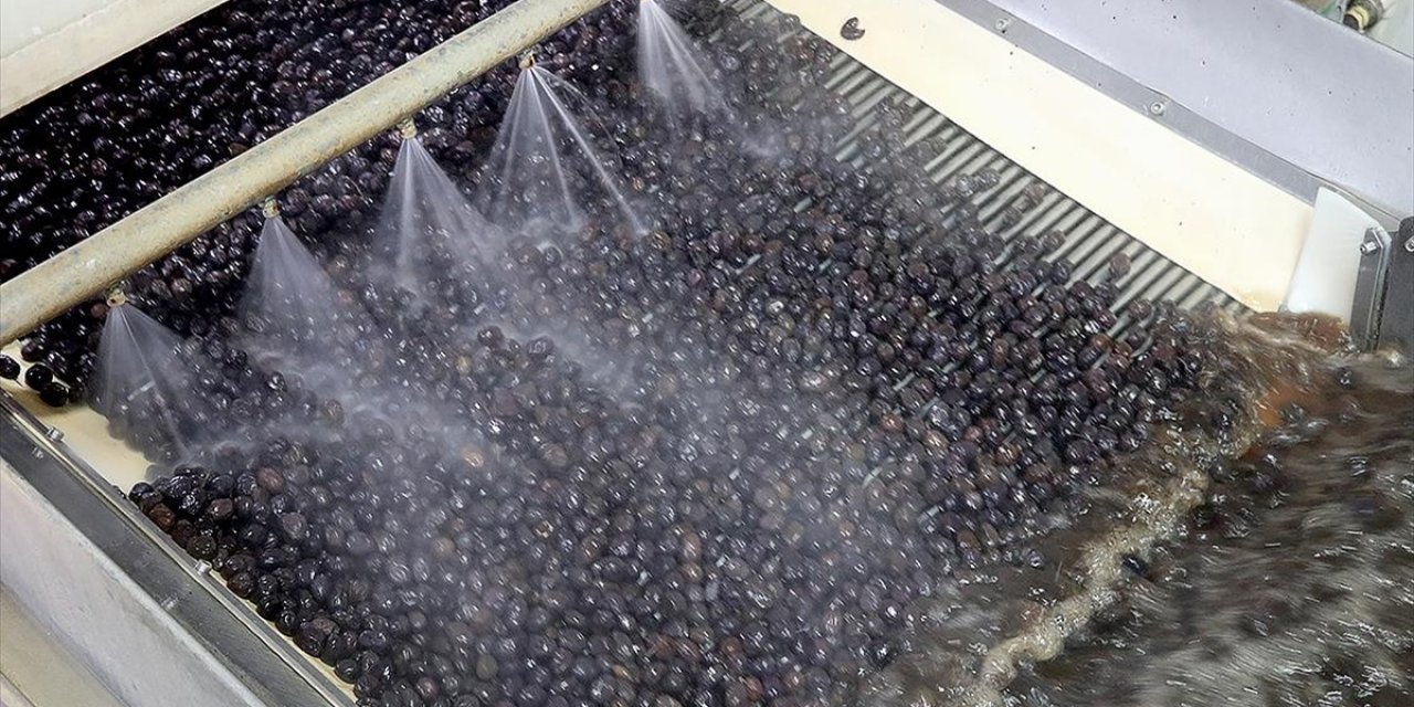 Türk Zeytinini 68 Ülkeye İhraç Eden Marmarabirlik'in Hedefi Orta Doğu Pazarı