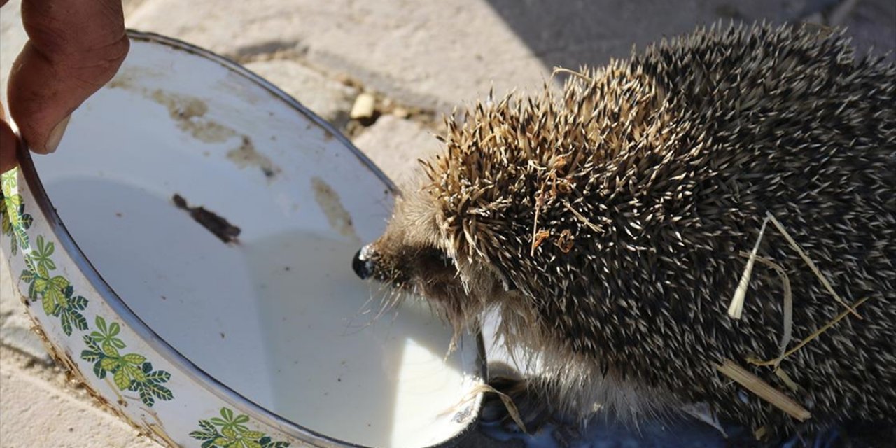Aksaray'da Bir Çiftçi Her Sabah Ahırına Gelen Kirpiyi Sütle Besliyor