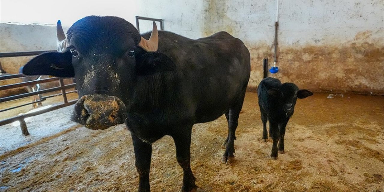 Diyarbakır'da Embriyo Transferiyle Doğan Manda "Dicle" Anne Oldu