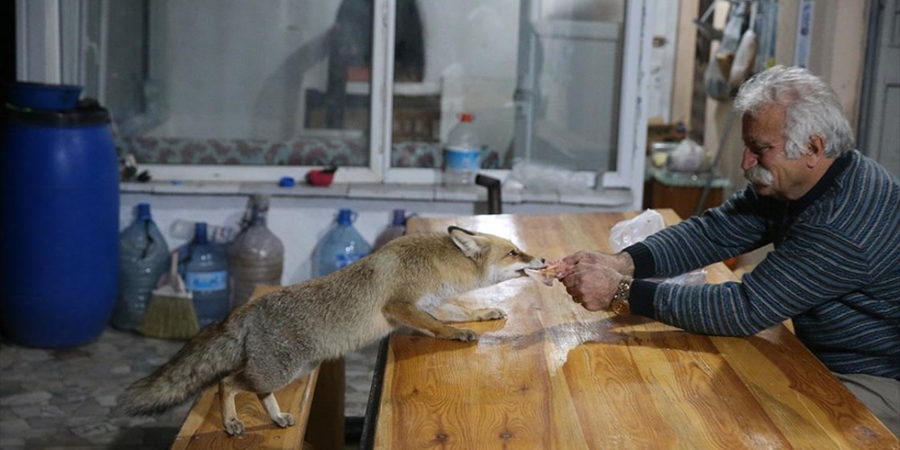 "Merdo" Adını Verdiği Tilki ve Ailesini Elleriyle Besliyor
