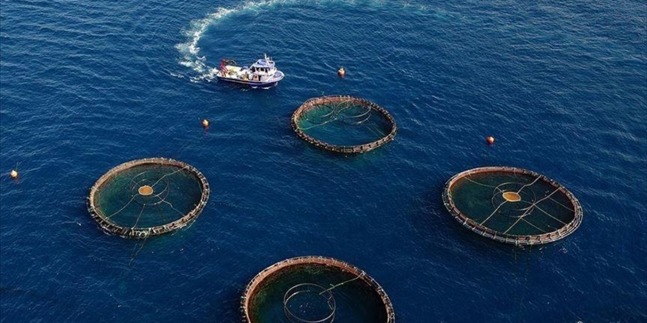 Doğu Karadeniz'den 10 Ayda 29 Ülkeye Su Ürünü İhraç Edildi