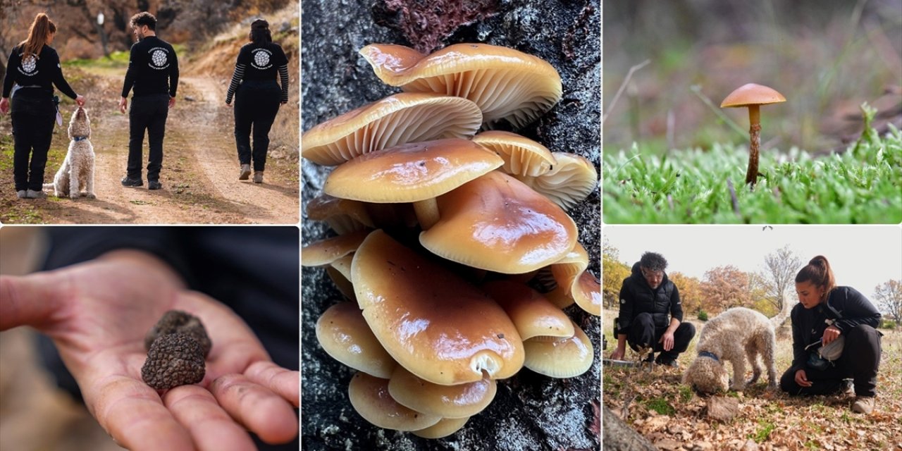 Nallıhan'da Tespit Edilen 120 Tür Mantar Yapay Zekayla Sınıflandırılıyor