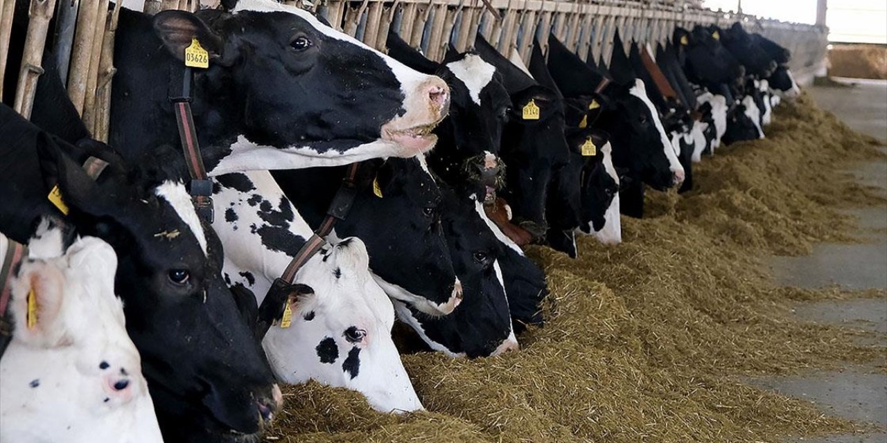 Türkiye'de Et ve Süt Üretiminde Arz Sıkıntısı Beklenmiyor