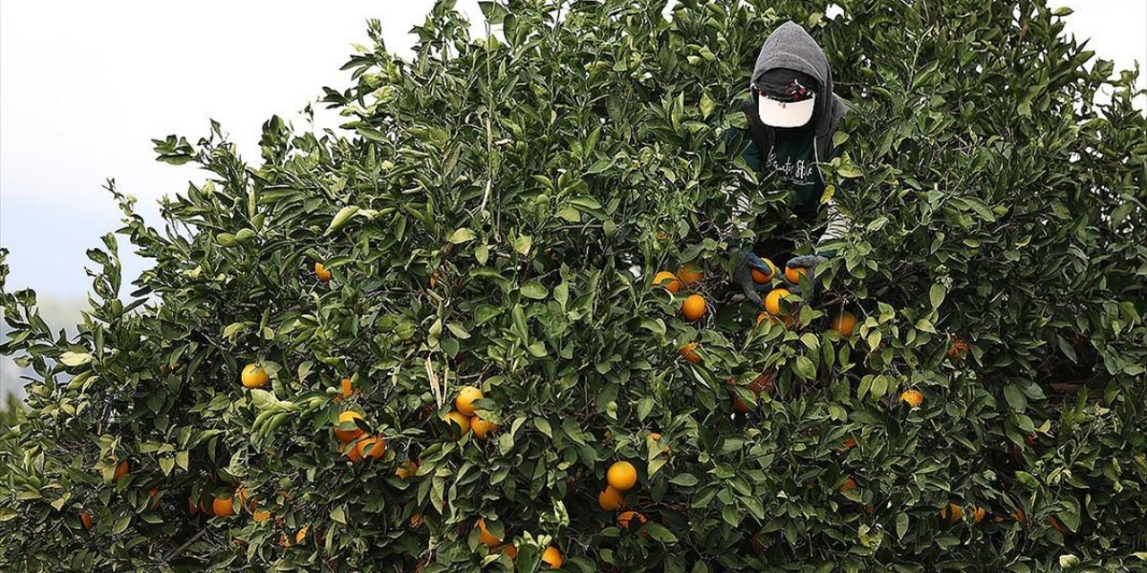 Coğrafi İşaret Tescilli Finike Portakalına Talep Yoğun