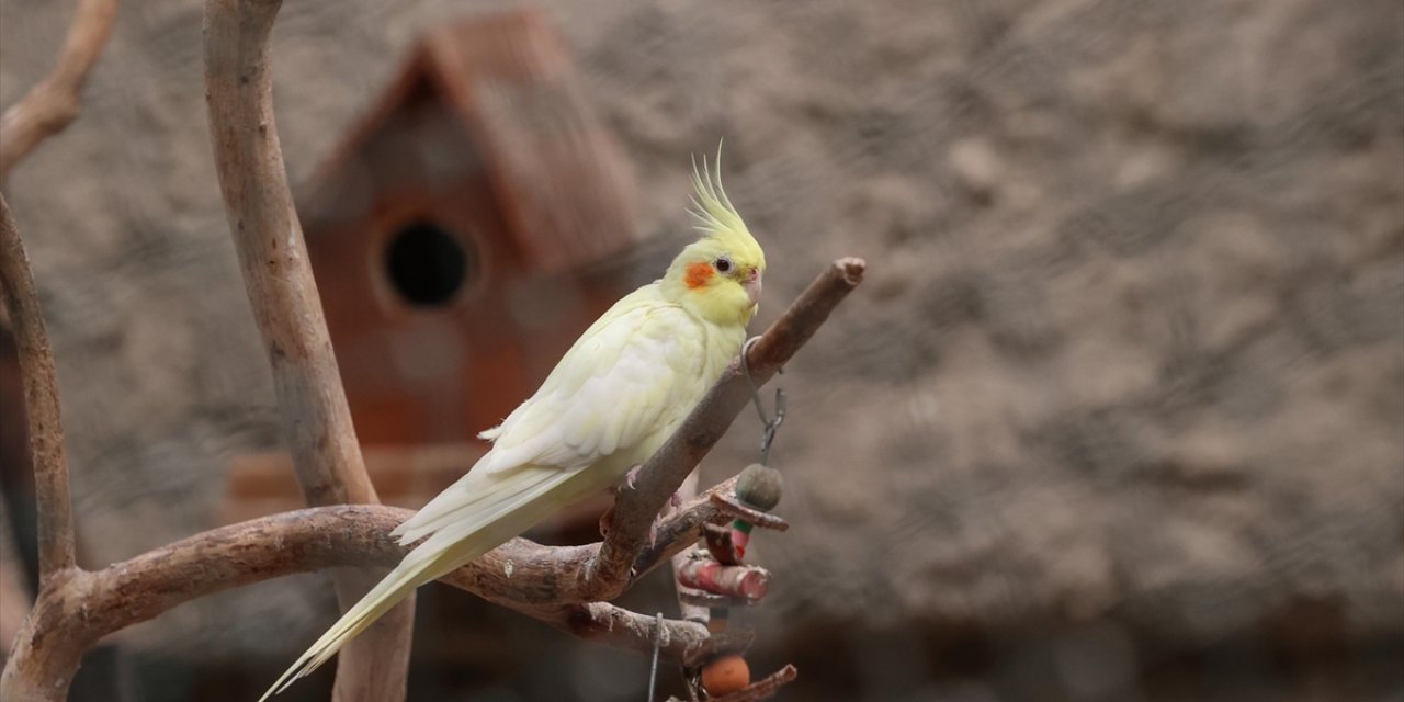 DKMP Genel Müdürlüğünden Petshoplarda Yaban Hayvanı Satışı İçin Ruhsat Şartı