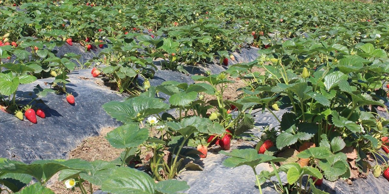 Organik Tarım Üretimi 1,3 Milyon Tonu Aştı