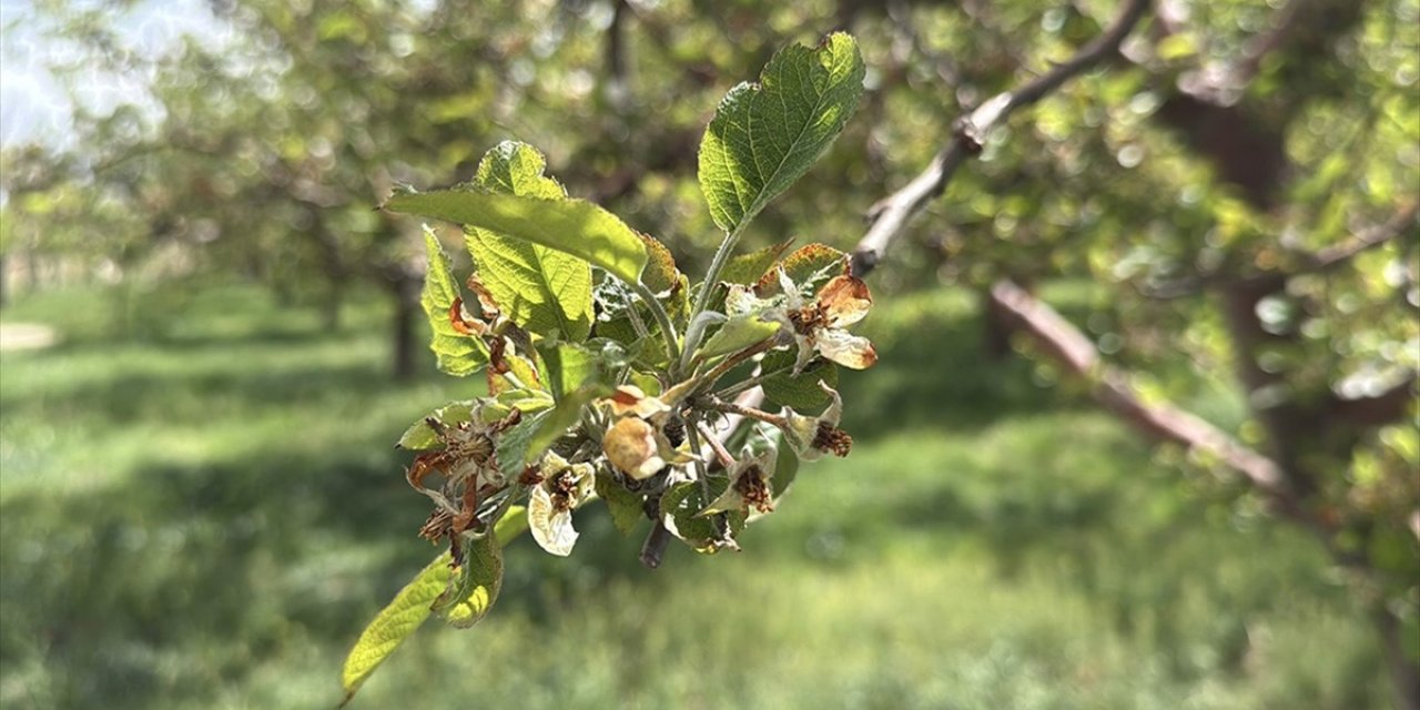 Bu Yıl Yaşanan Zirai Don Nedeniyle Üreticilere 23 Milyar Liralık Hasar Tazminatı Ödendi