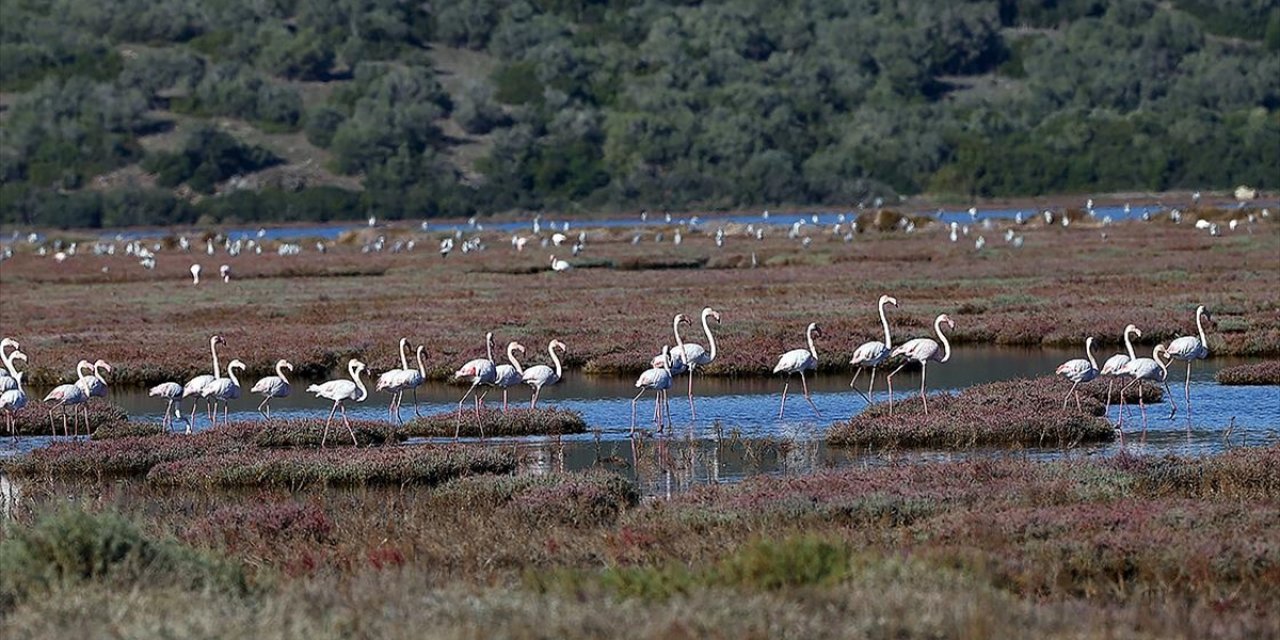 Milas'taki Tuzla Sulak Alanı'nda Göçmen Kuş Yoğunluğu Yaşanıyor