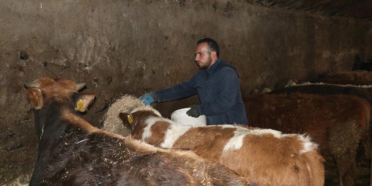 Ağrılı Genç Veteriner Tekniker, Hibe Desteğiyle Hayvancılık İşini Büyüttü