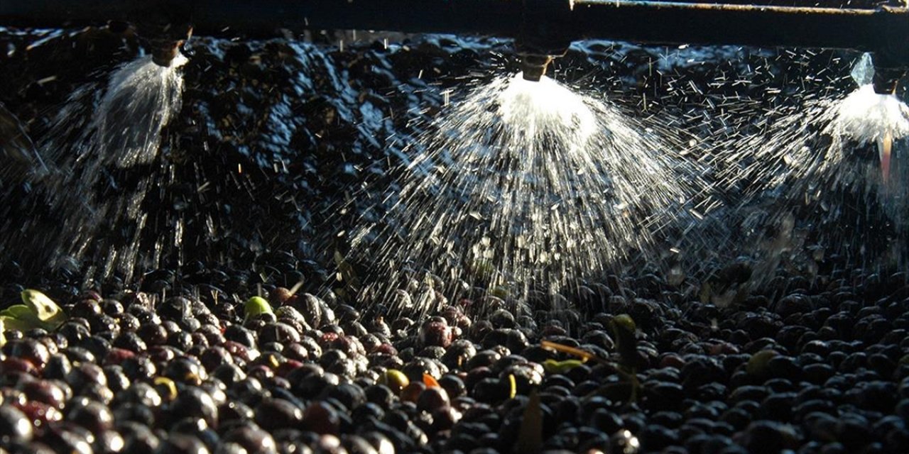 Zeytin Sıkımında Kullanılan Su, Tarıma "Altın Su" Olarak Dönecek