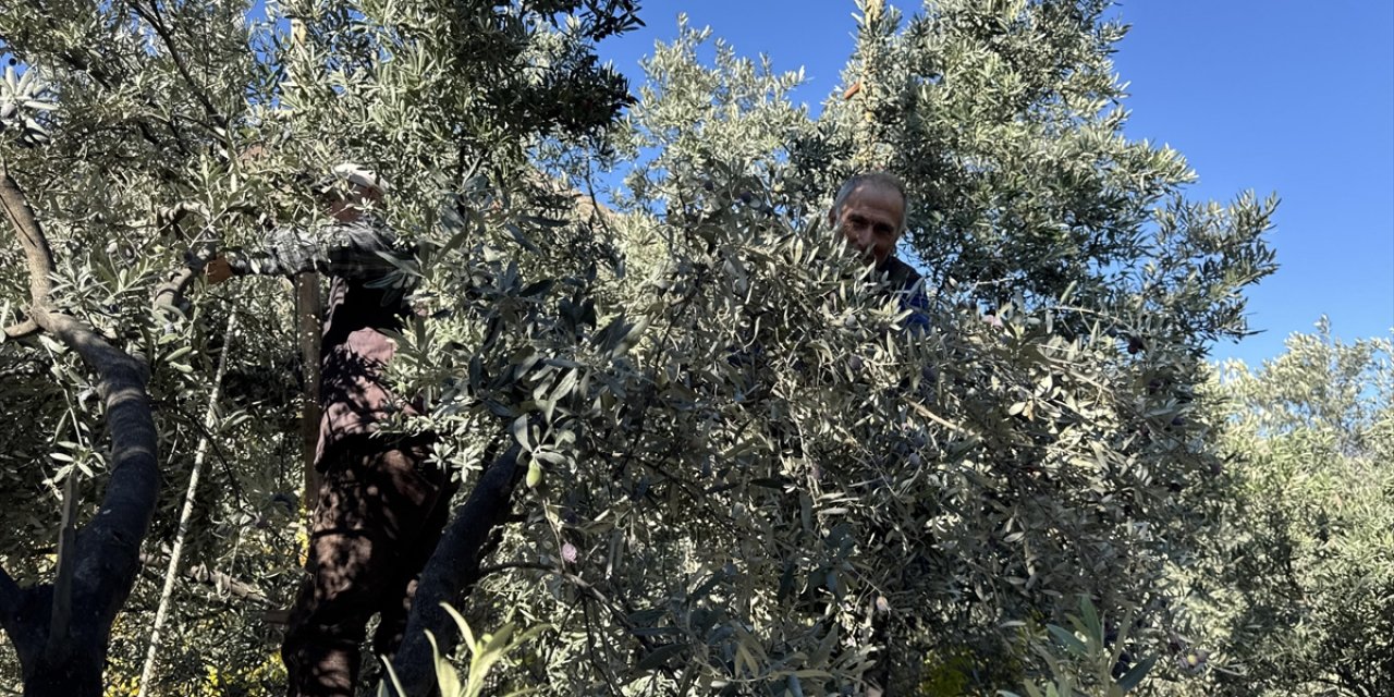 Artvin'de Babalarından Öğrendikleri Yöntemle 45 Yıldır Zeytinyağı Üretiyorlar