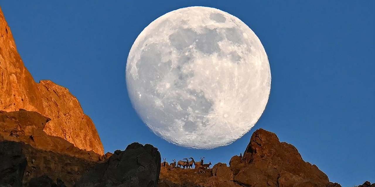 Van'da Dağın Zirvesindeki Yaban Keçileri Dolunayla Birlikte Görüntülendi