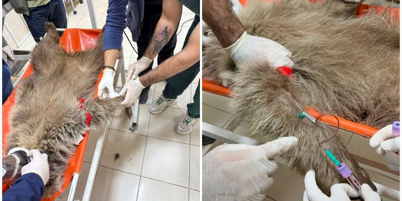 Ayı Yavrusu "Umut"a Ateş Eden Kişinin İzi Mermi Çekirdeğiyle Sürülecek