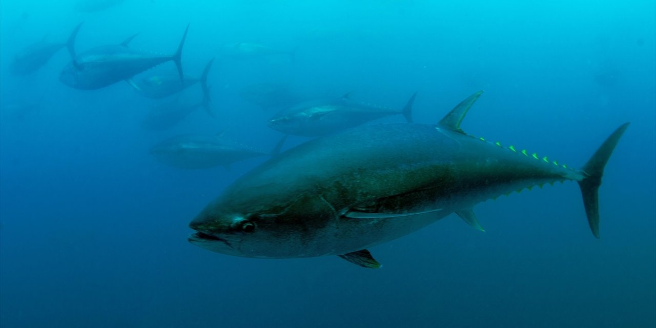 Türkiye'nin Mavi Yüzgeçli Orkinos Kotası 3 Bin 95 Tona Yükseldi