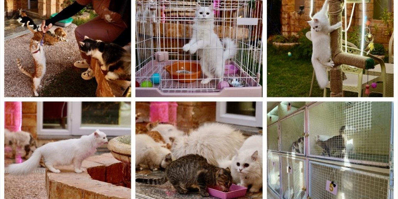 Libya'nın İlk 5 Yıldızlı Kedi Oteli, Kedilere Lüks Hizmet Sunuyor