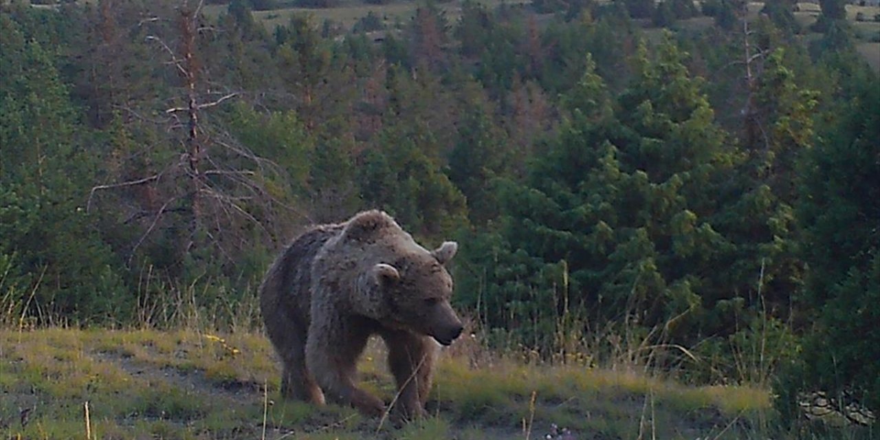 Sarıkamış Ormanlarındaki Yaban Hayatı 19 Yıldır Yakın Takipte