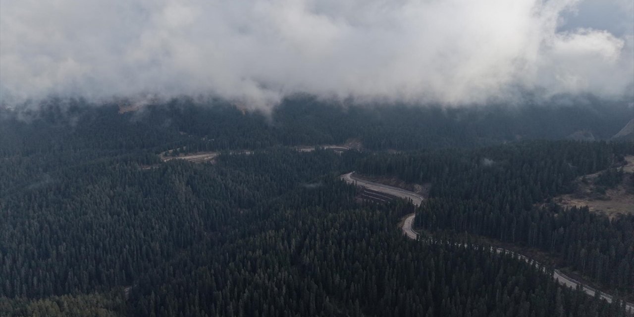 Ilgaz'da Çam Ağaçlarıyla Bütünleşen Sis Dron İle Görüntülendi