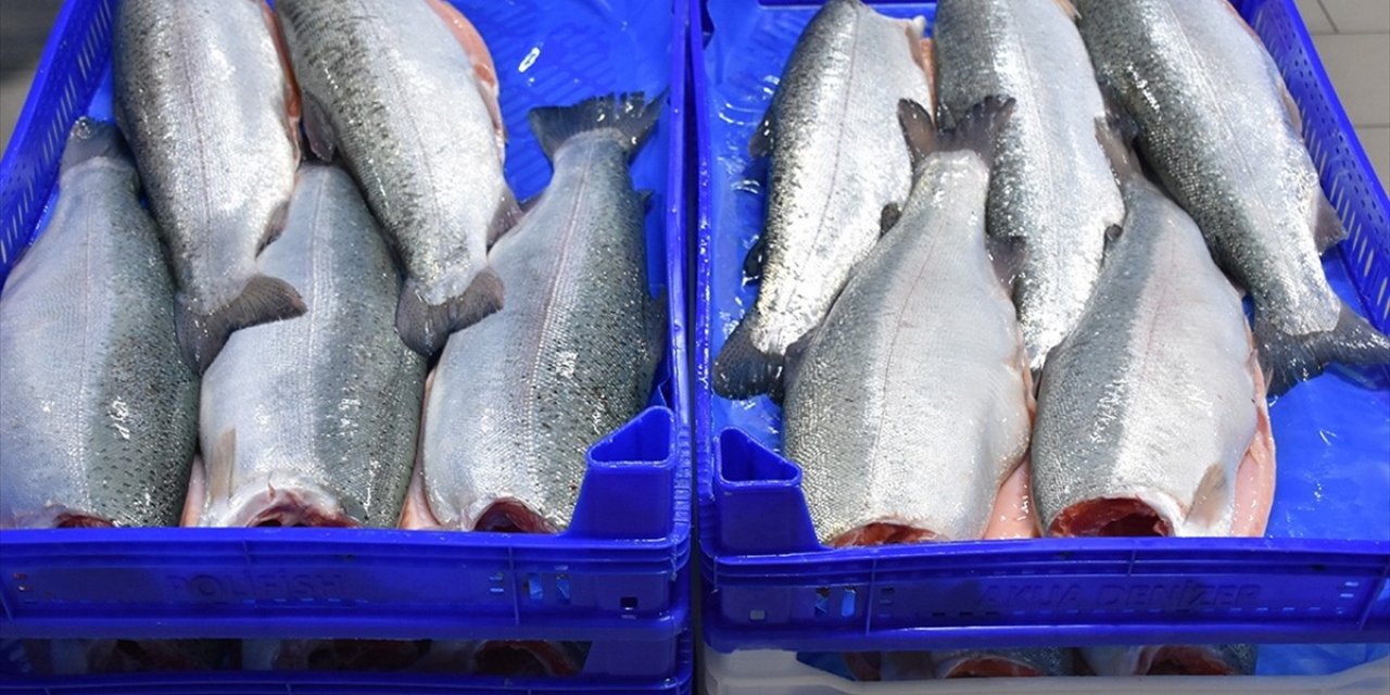 Doğu Karadeniz'in 11 Aylık Türk Somonu İhracatı 164 Milyon Doları Aştı