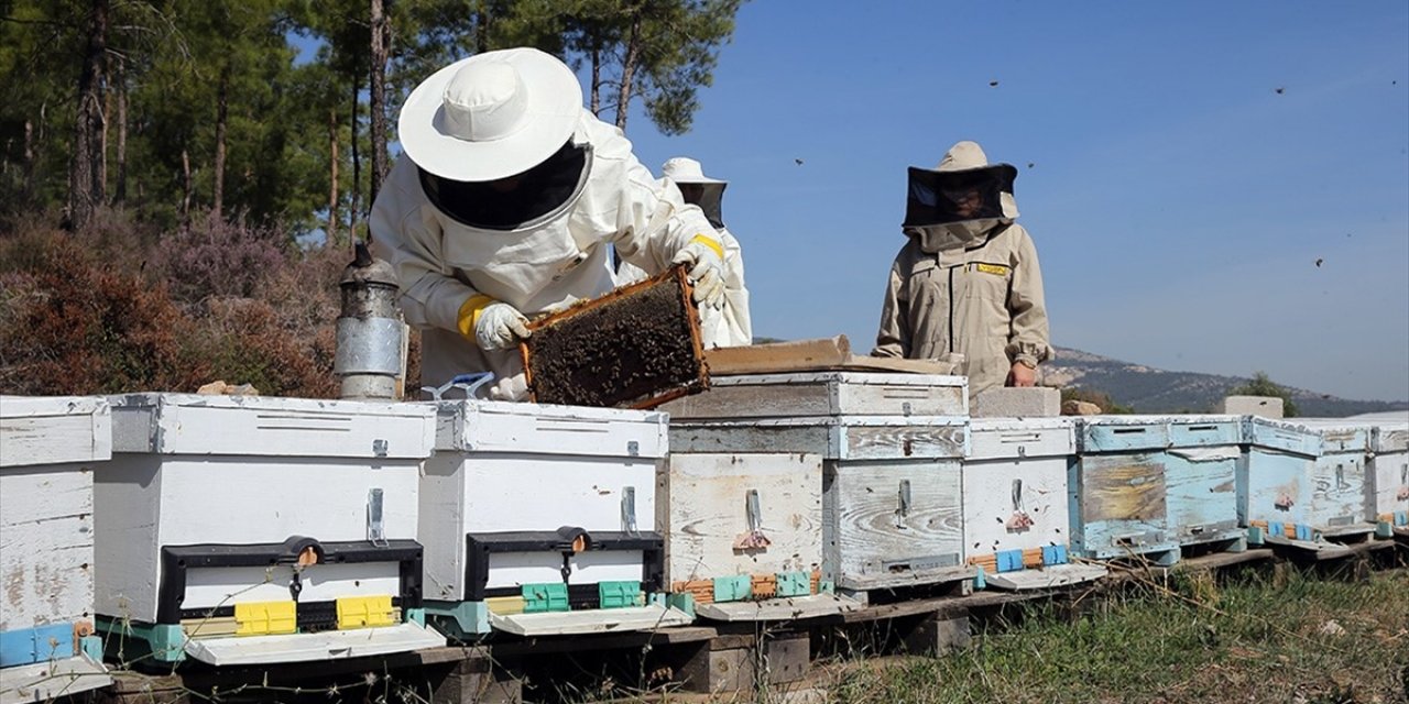 Arıcılara Mesleki Standart Geliyor