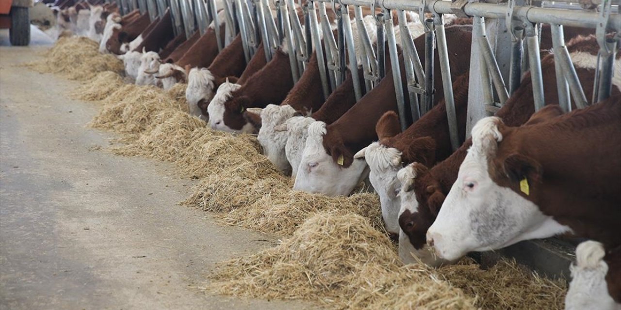 Devlet Desteğiyle 4 Olan Hayvan Sayısını 9 Yılda 80'e Çıkardı