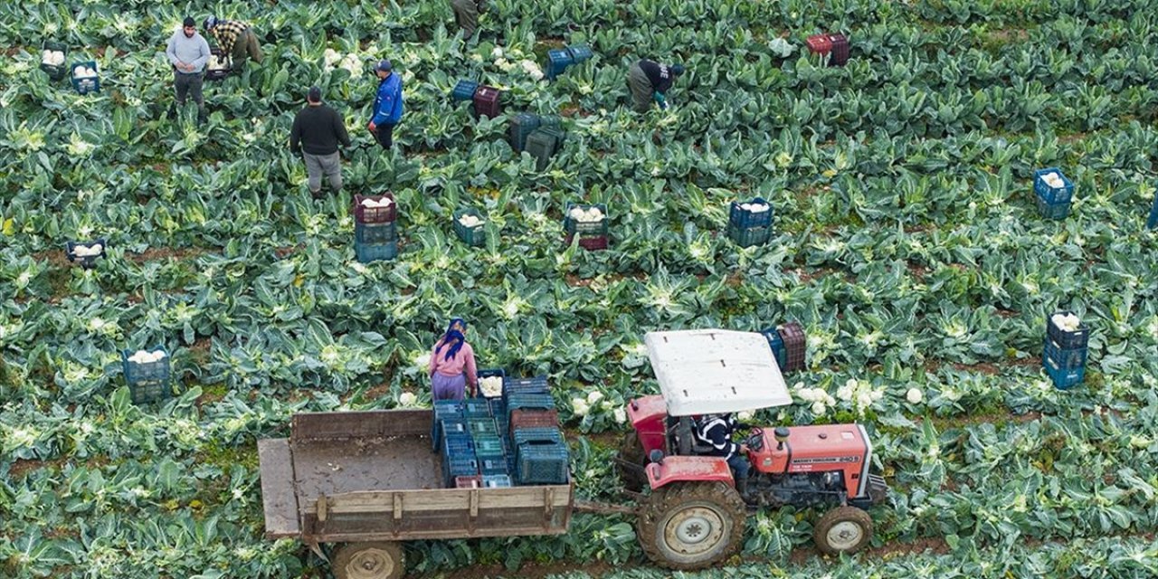 İzmir'in Kışlık Sebze Tarlalarında Hasat Telaşı Yaşanıyor