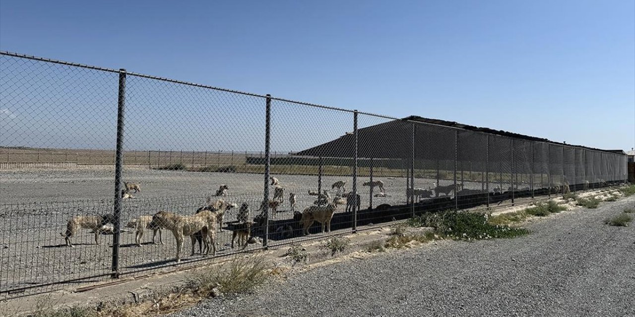 Osmaniye'de "Sahipsiz Hayvanları Koruma Birliği" Kurulacak
