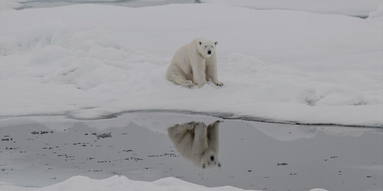 Kutup Ayılarının Artan Sıcaklıklara Uyum Sağlamaya Başladığı Belirlendi