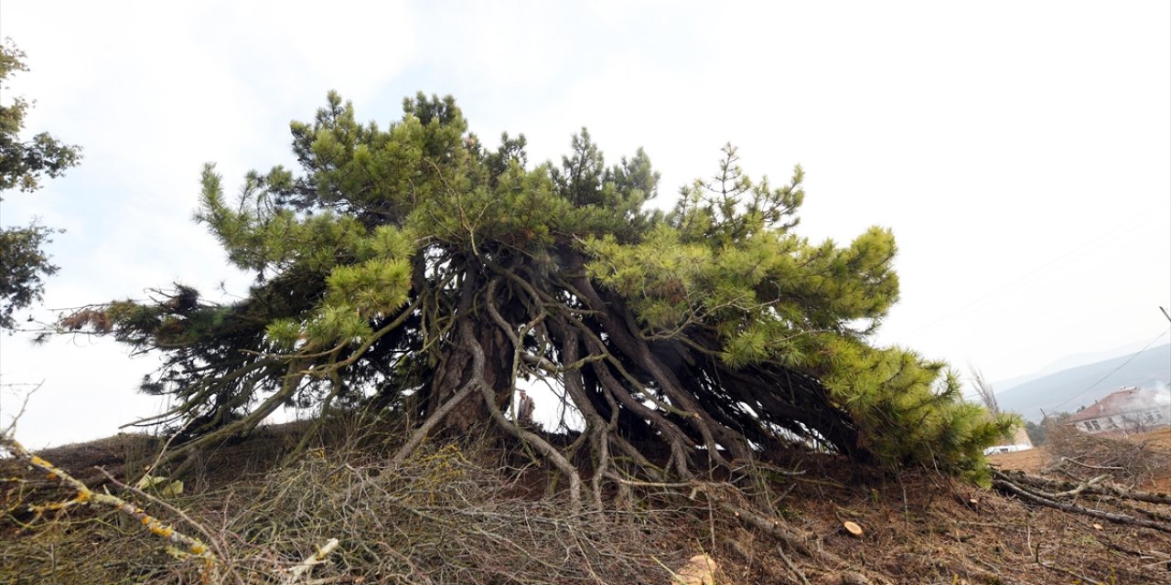 Dalları Aşağıya Doğru Uzanan Çam Ağacı Şemsiyeyi Andıran Görüntüsüyle Dikkat Çekiyor