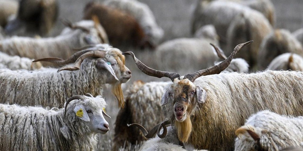 Tiftiğin Ekonomiye Kazandırılması İçin Destek Mekanizmaları Geliştirilecek