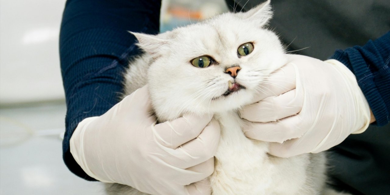 Veteriner Kontrol Enstitülerinin Kapasitesi 21 Yeni Laboratuvarla Güçlendirilecek