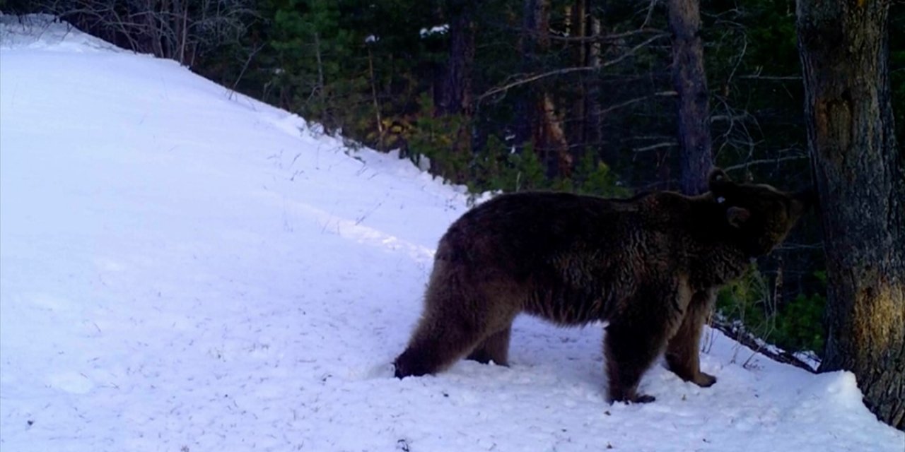 Kars'ta Birçok Bozayı Kar Yağışı Sonrası Kış Uykusuna Yattı