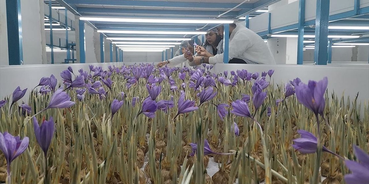 Mali Müşavir Kurduğu Tesiste Topraksız Safran Üretimi Yapıyor