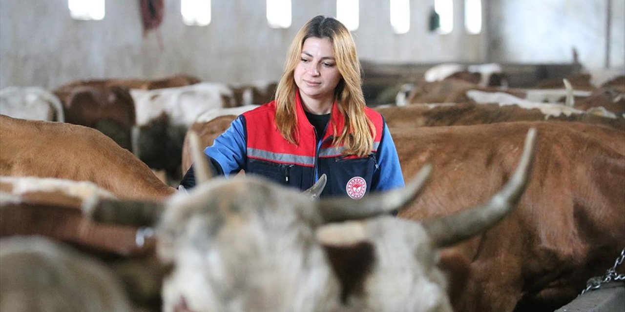 Kars'ta Septisemi Aşısıyla Buzağı Kayıplarının Önüne Geçilmesi Hedefleniyor
