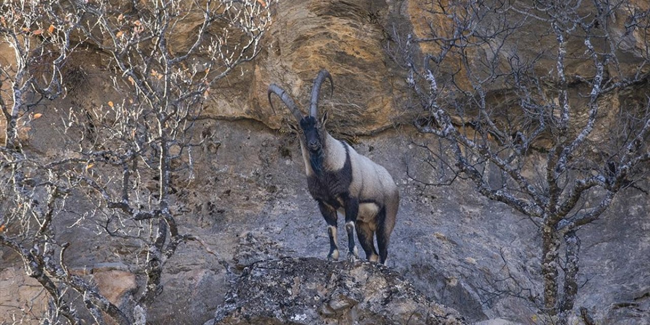Tunceli'de Yaban Keçileri Munzur Vadisi'ne İndi
