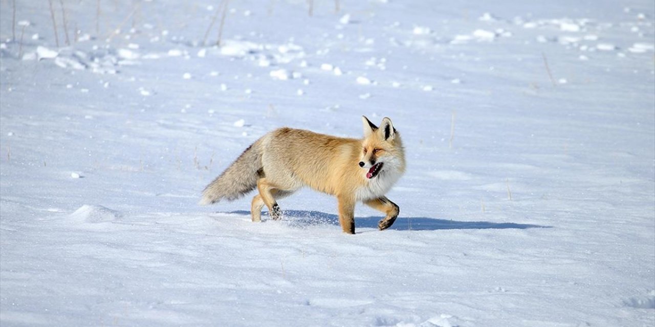 Kars'ta Kızıl Tilkiler Karla Kaplı Arazide Görüntülendi